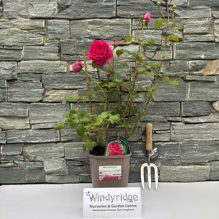 Rosa Pink Cloud 4.5lt pot