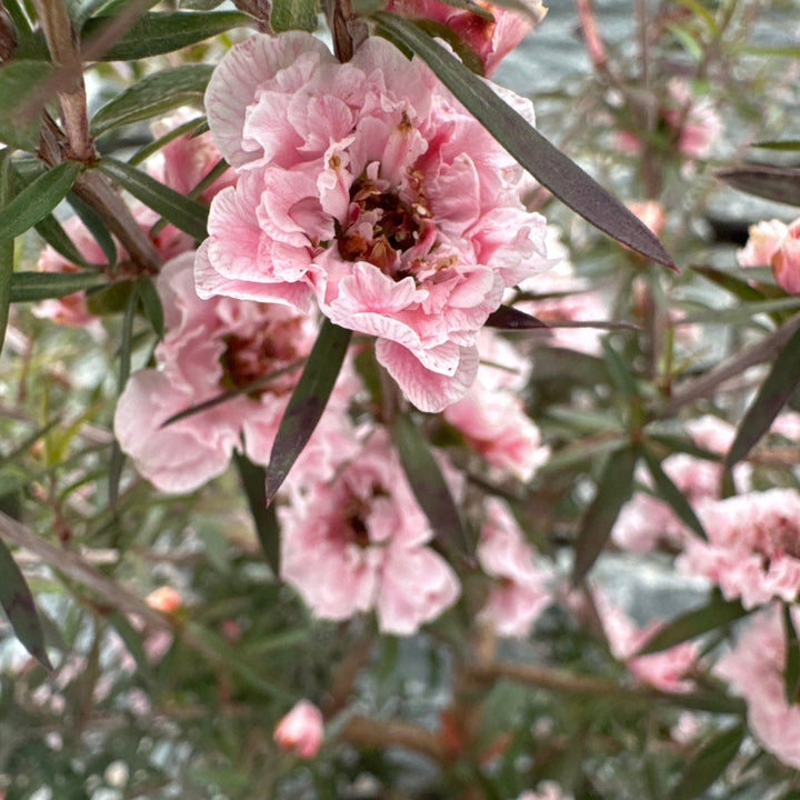 LEPTOSPERMUM scop. Appleblossom