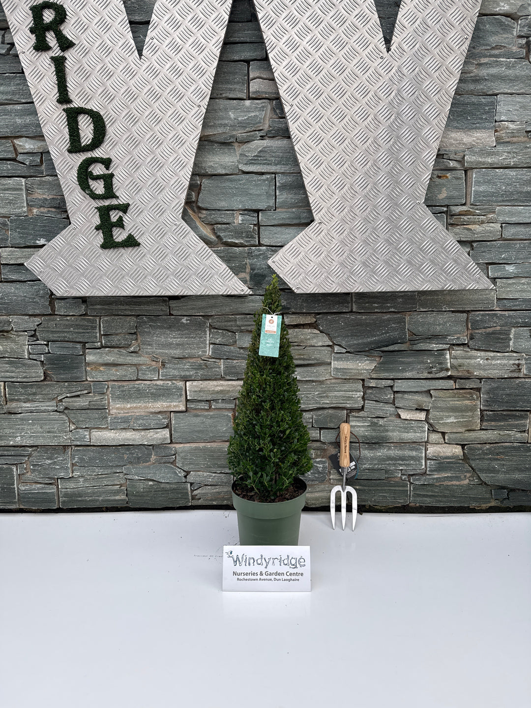 Ilex cre. Jenny P21 Pyr. 55cm