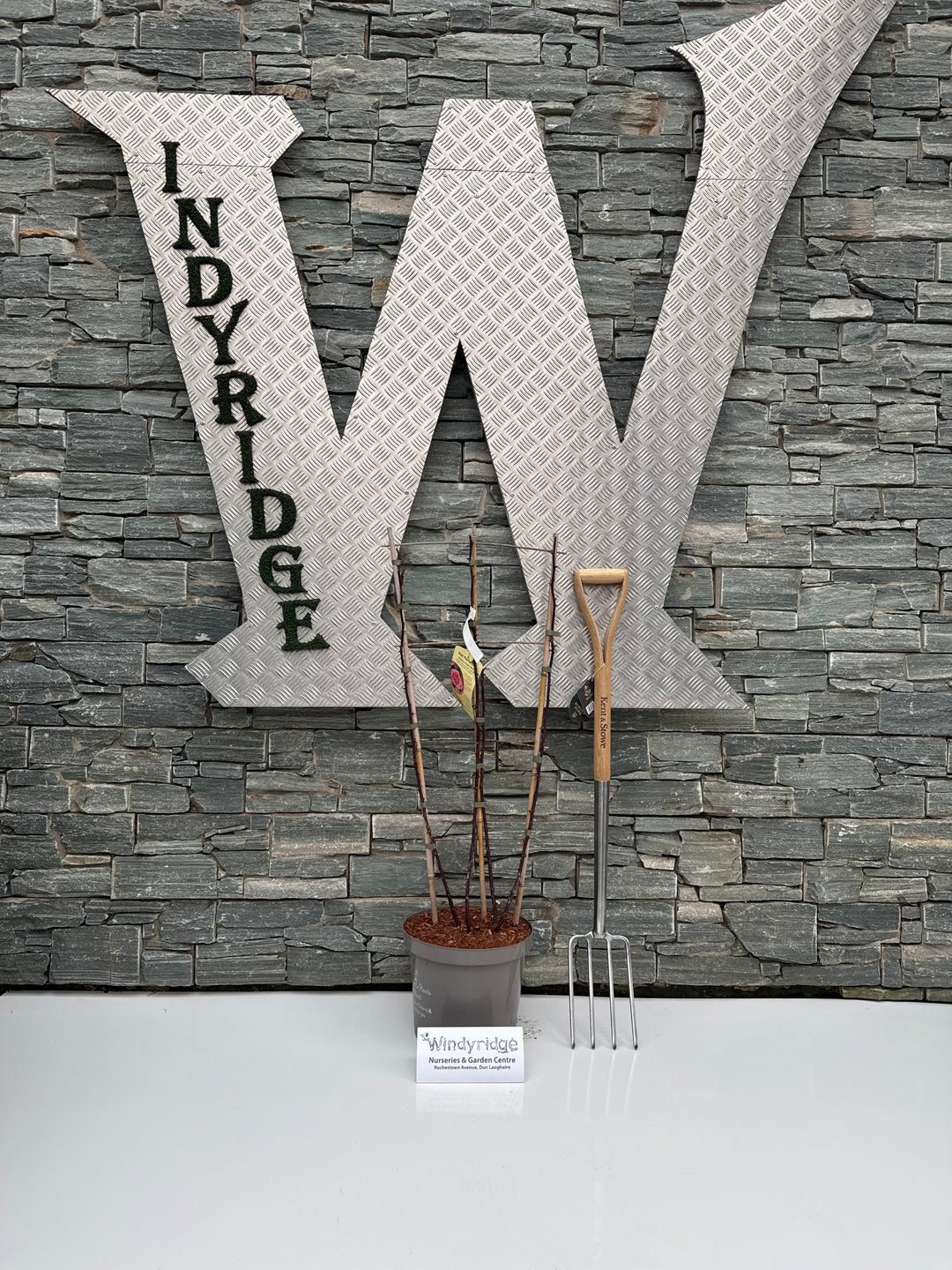 ROSA STAR PERFORMER (Trellis)