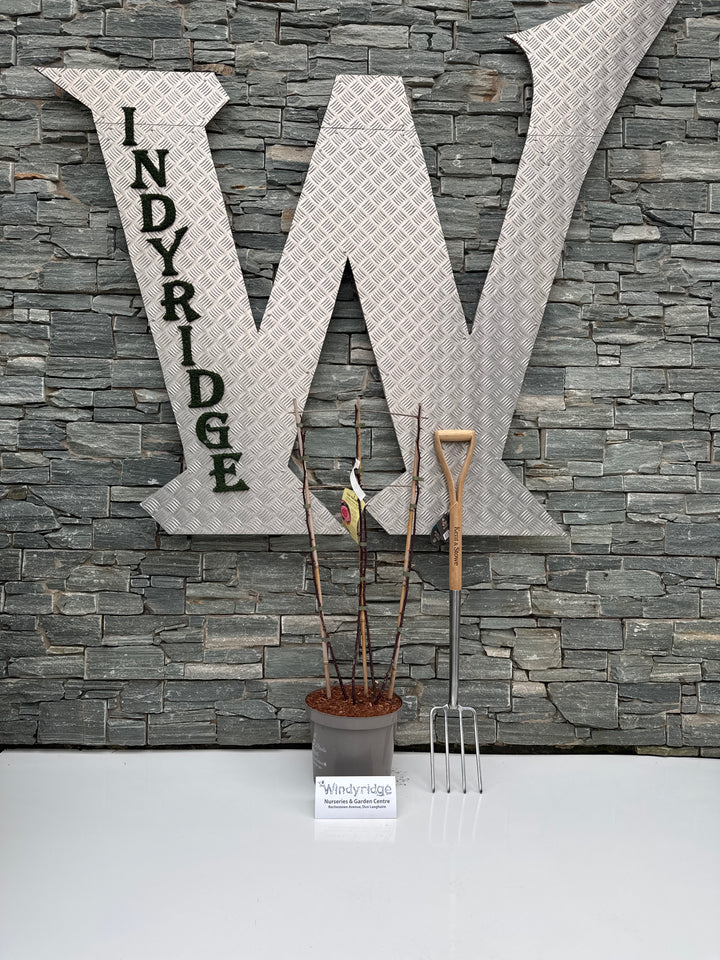 ROSA STAR PERFORMER (Trellis)