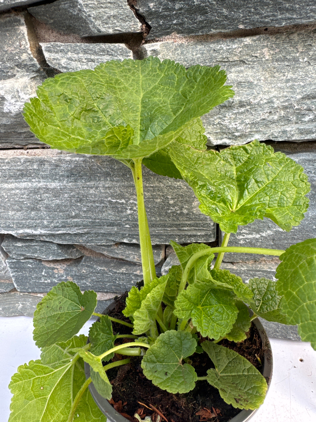 Alcea rosea Charters Rosa  P13
