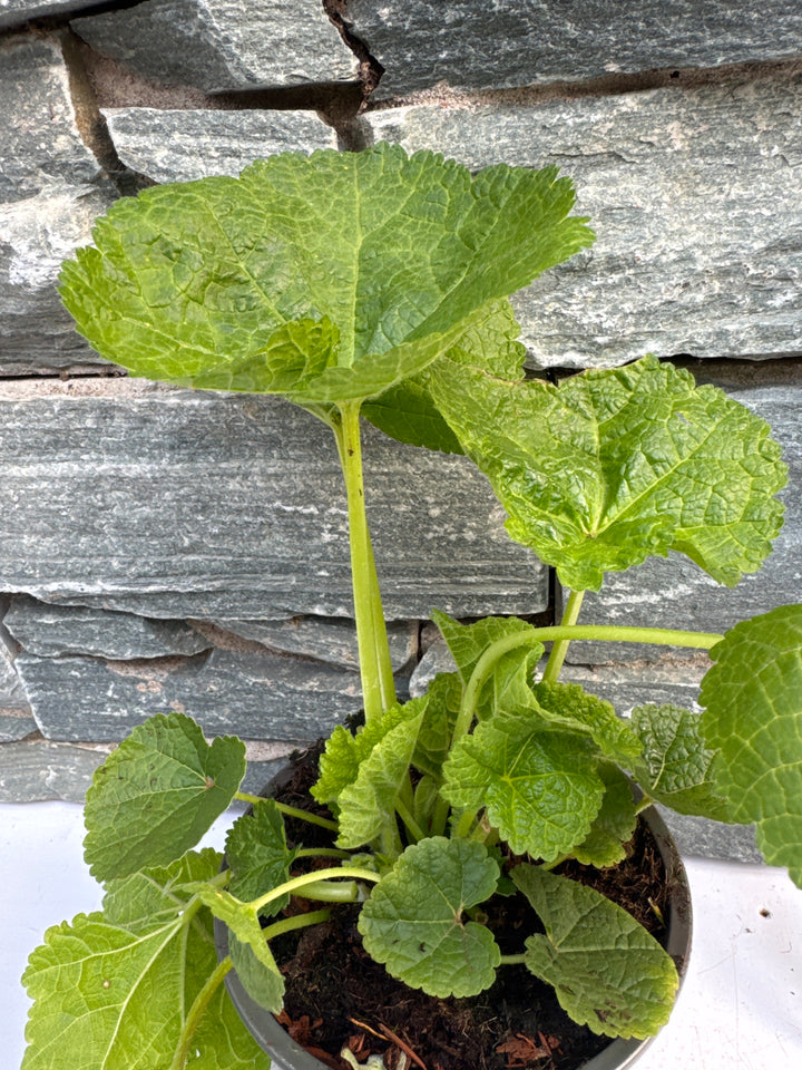 Alcea rosea Charters Rosa  P13