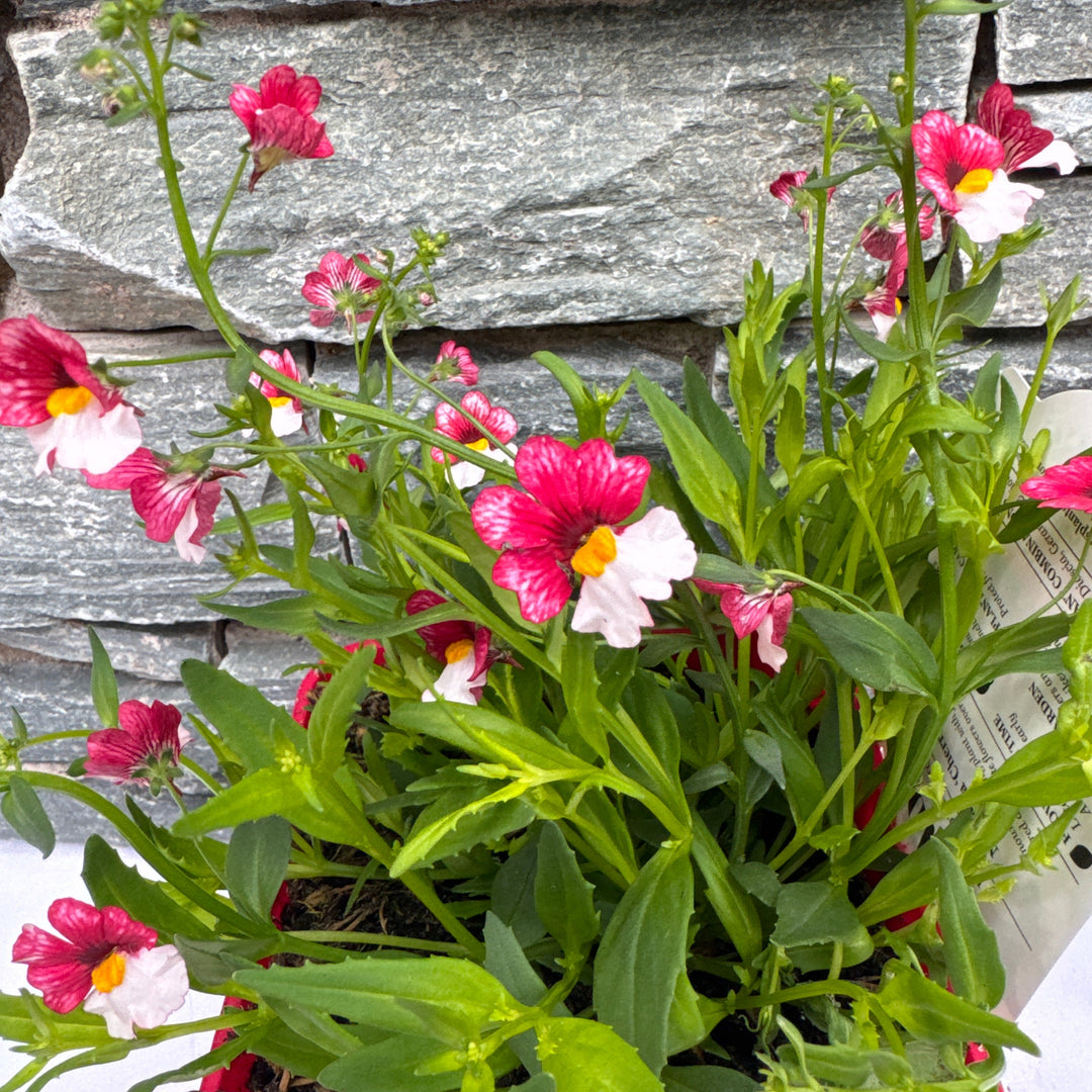 Nemesia Cherry on Ice