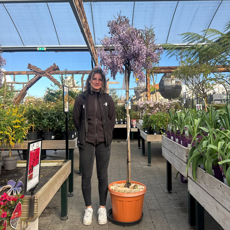 Wisteria Brach."Golden King" Clt 35 Tronco 130 - 140 Cm Circ. Tr. 08 - 10 Cm  1/2 Std - Standard Trees And Topiary - Windyridge Garden Centre