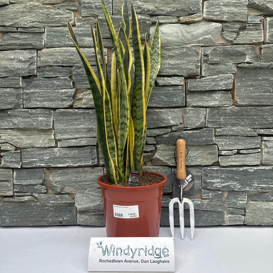Sansevieria trif. Laurentii²  P21