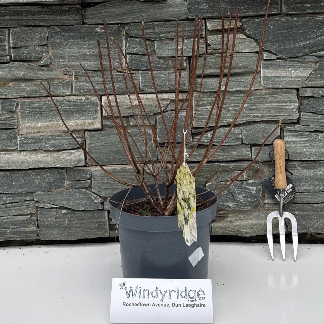 Hydrangea Pan. 'Silver Dollar' 50-60 Cm. - Shrubs - Windyridge Garden Centre