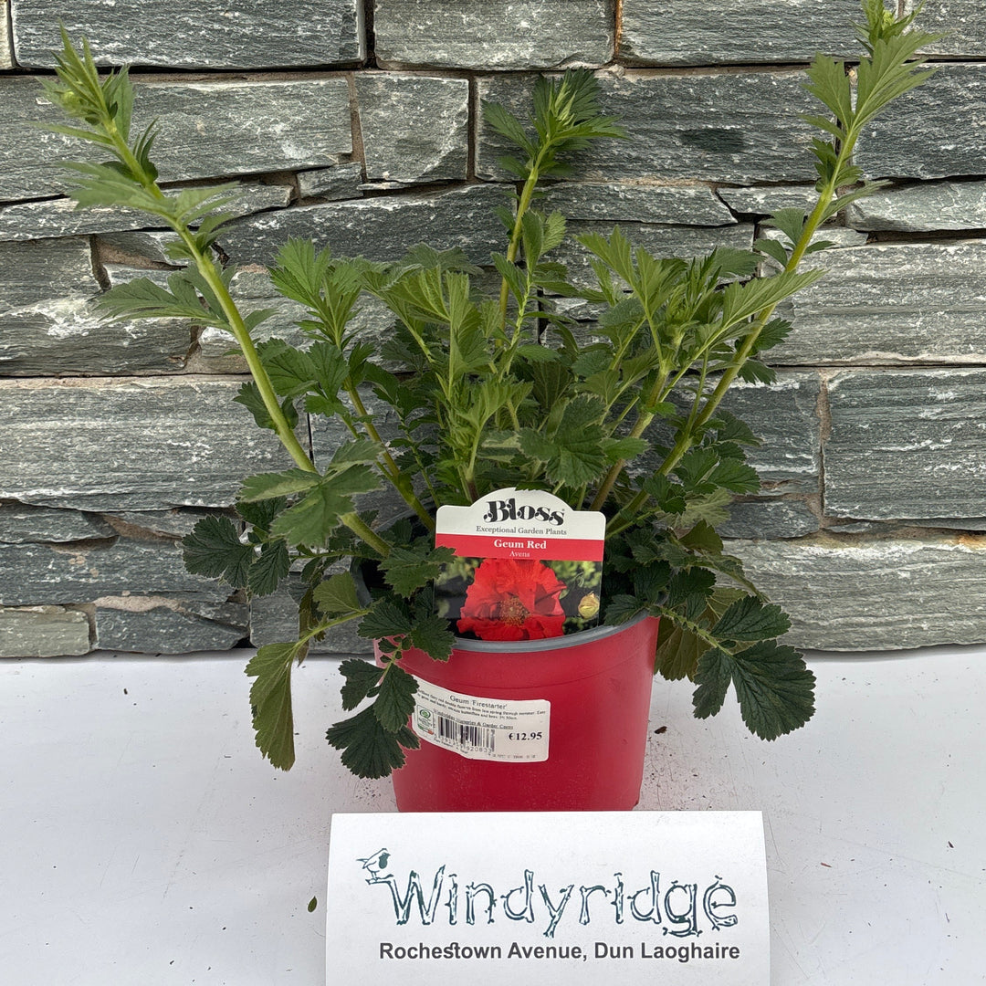 Geum Firestarter