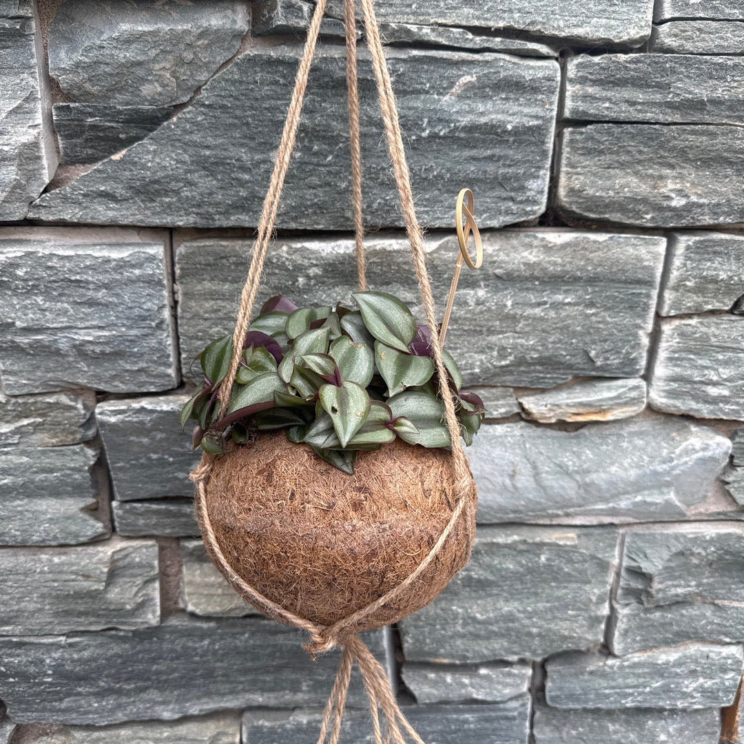 Tradescantia zebr. Purpusii kokodama