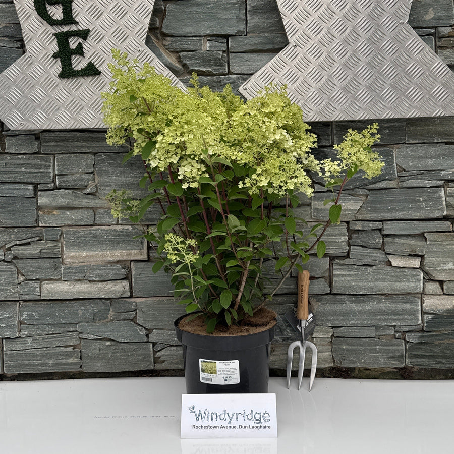 Hydrangea Pan. Bobo - Shrubs - Windyridge Garden Centre