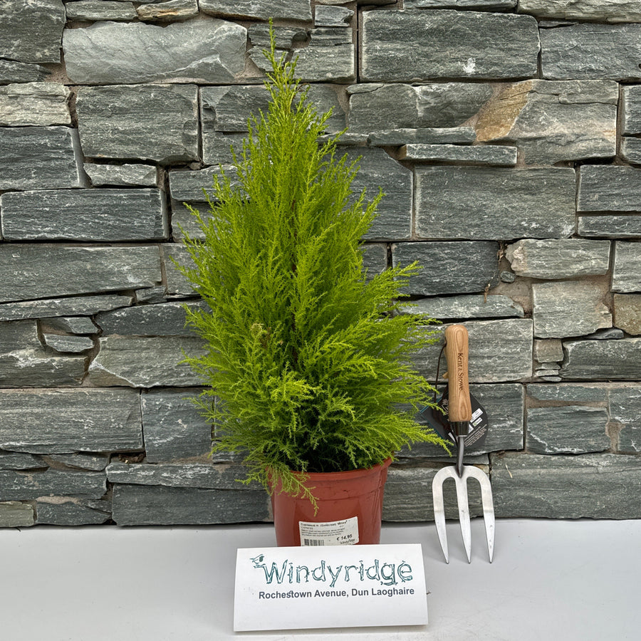 Cupressus M. (Goldcrest) Wilma  P17 - Shrubs - Windyridge Garden Centre