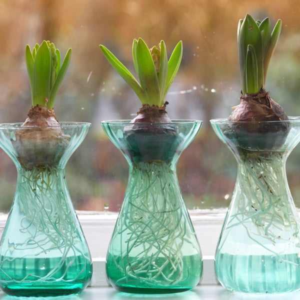 Hyacinthus Carafe Green - Pots - Windyridge Garden Centre