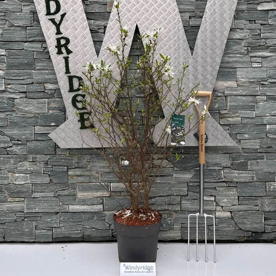 Magnolia Stellata - Trees - Windyridge Garden Centre