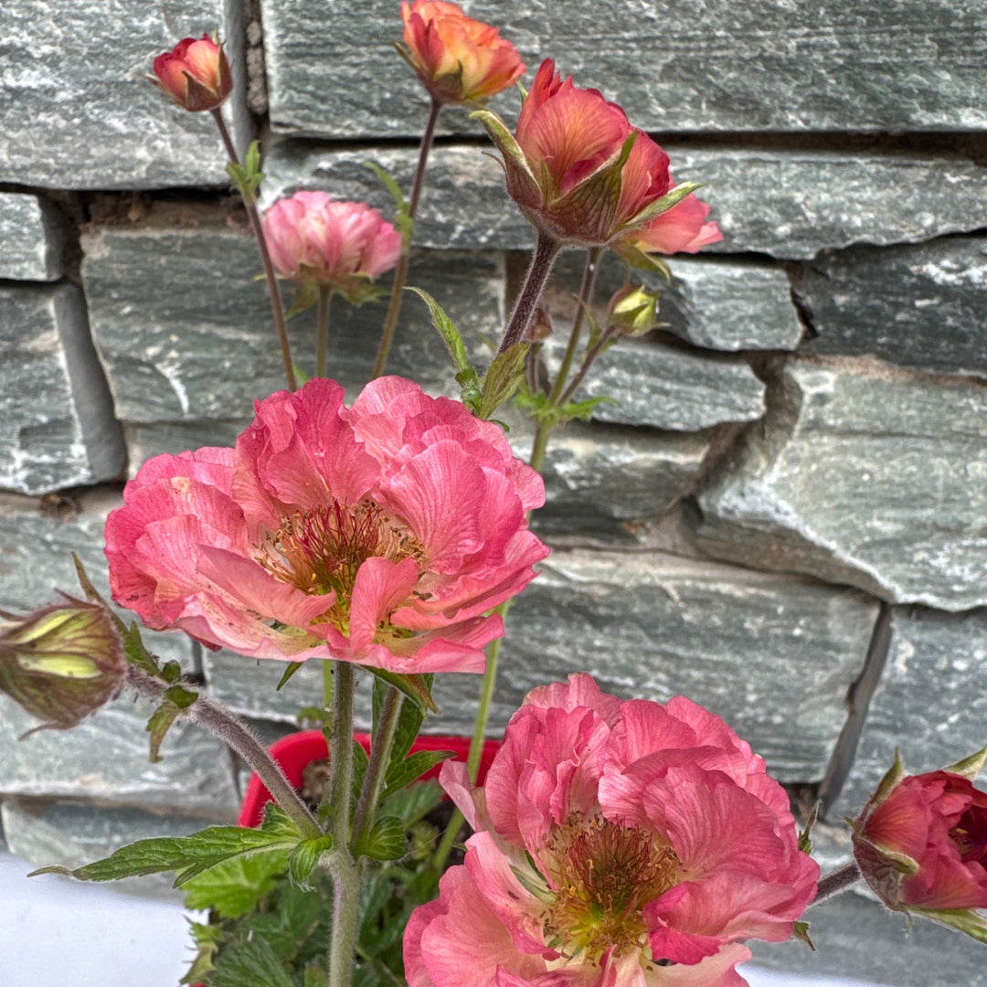 Geum Tempo Coral