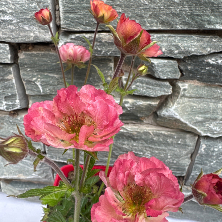 Geum Tempo Coral