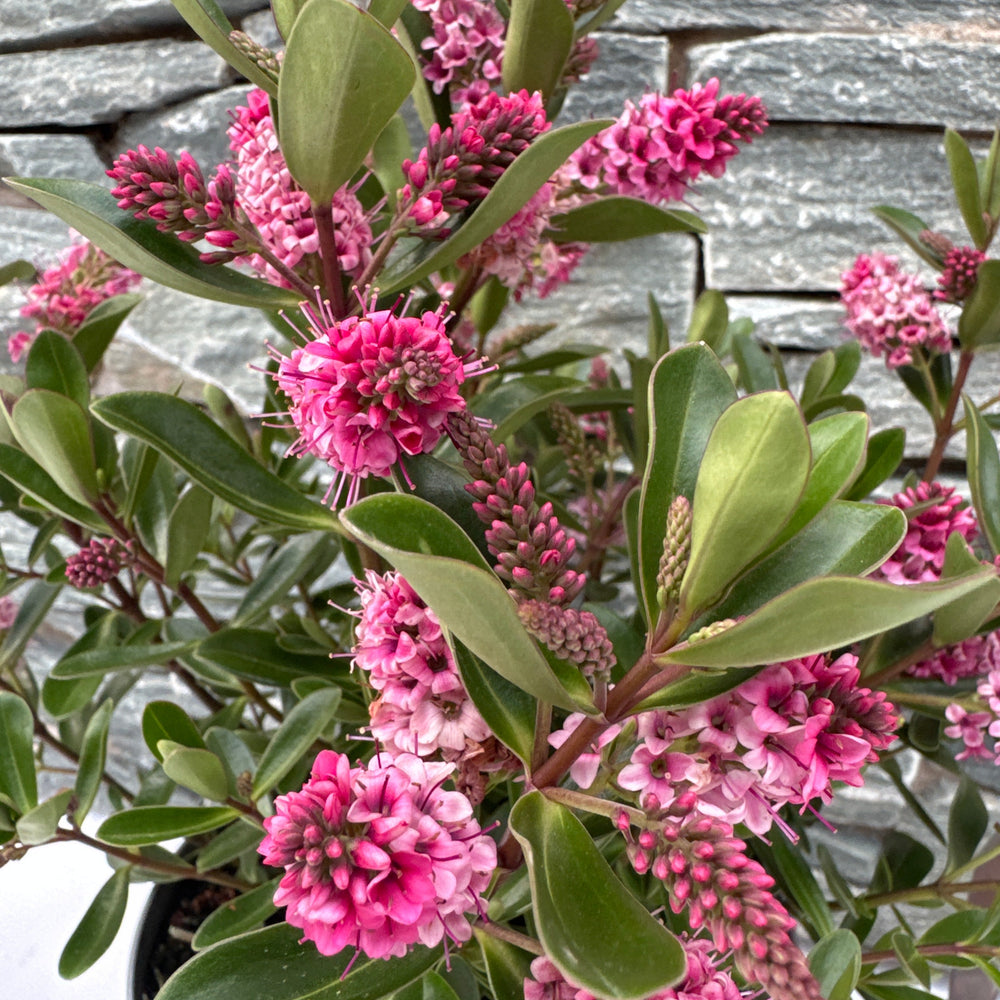 Hebe All Blooms Ria  2 Ltr Pot - Shrubs - Windyridge Garden Centre
