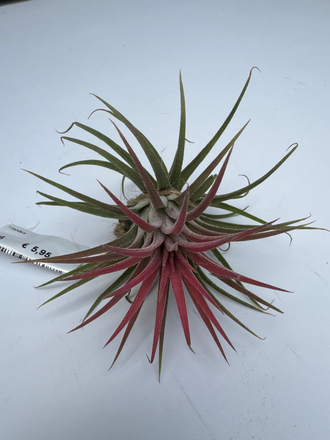 Tillandsia Ionantha Red Large