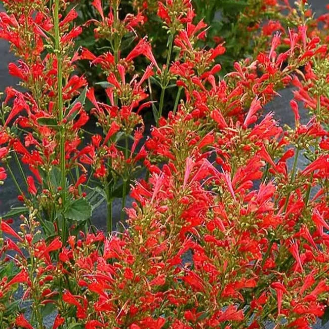 Agastache Kudos Red