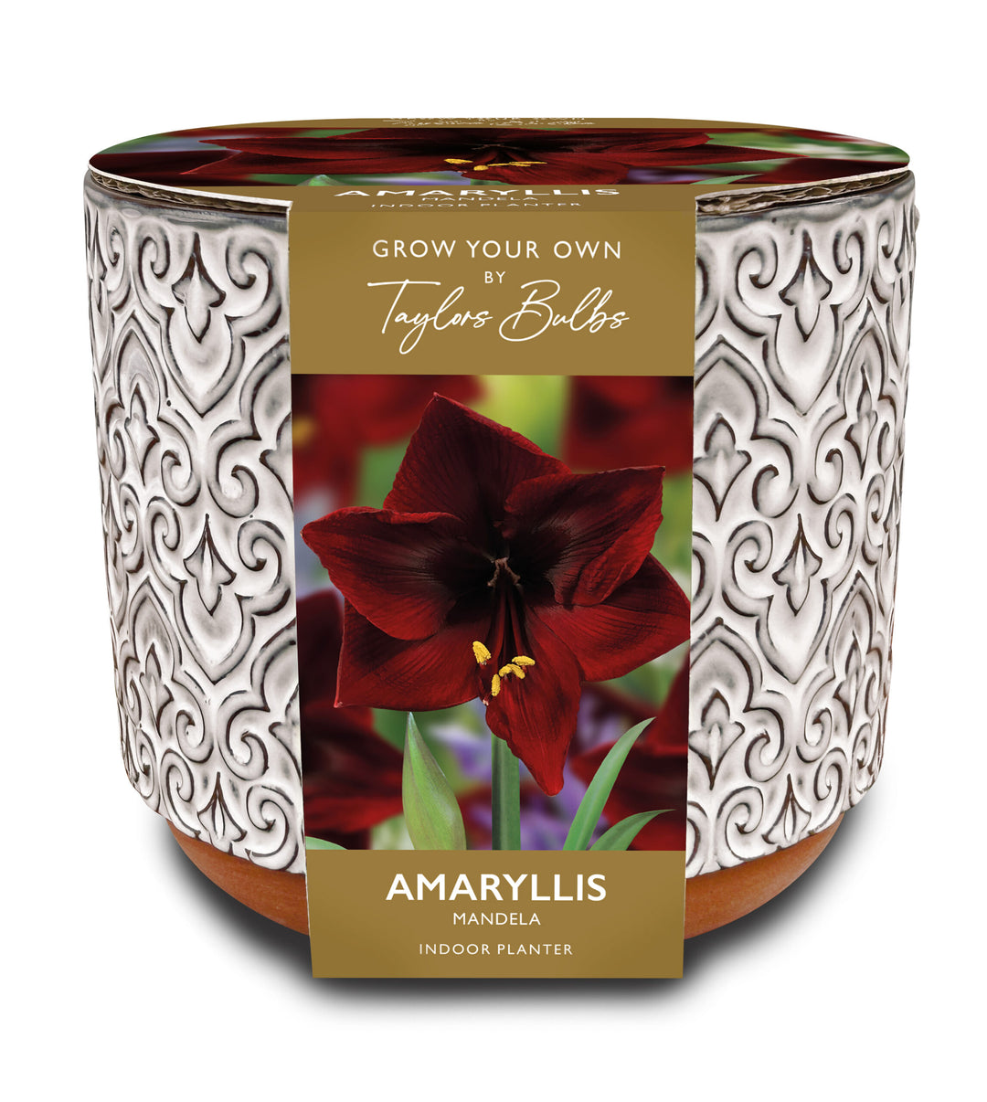 LUXURY AMARYLLIS PLANTER