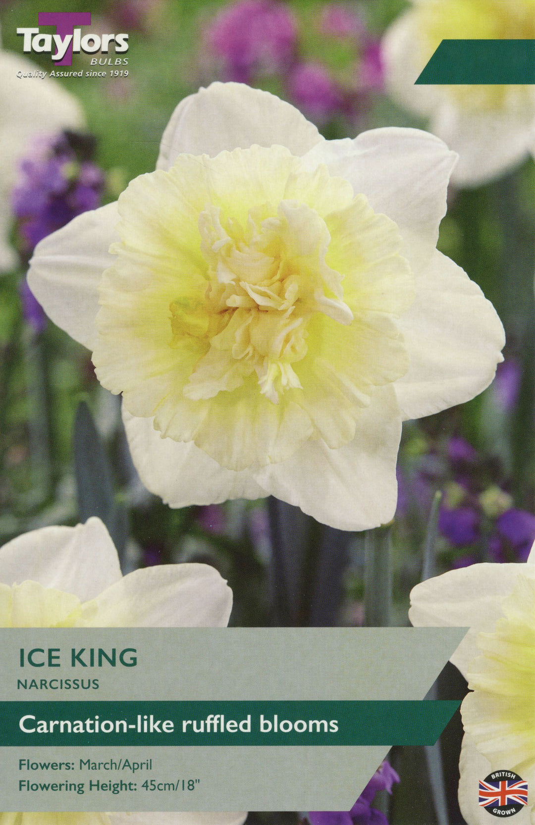 NARCISSUS ICE KING X 7