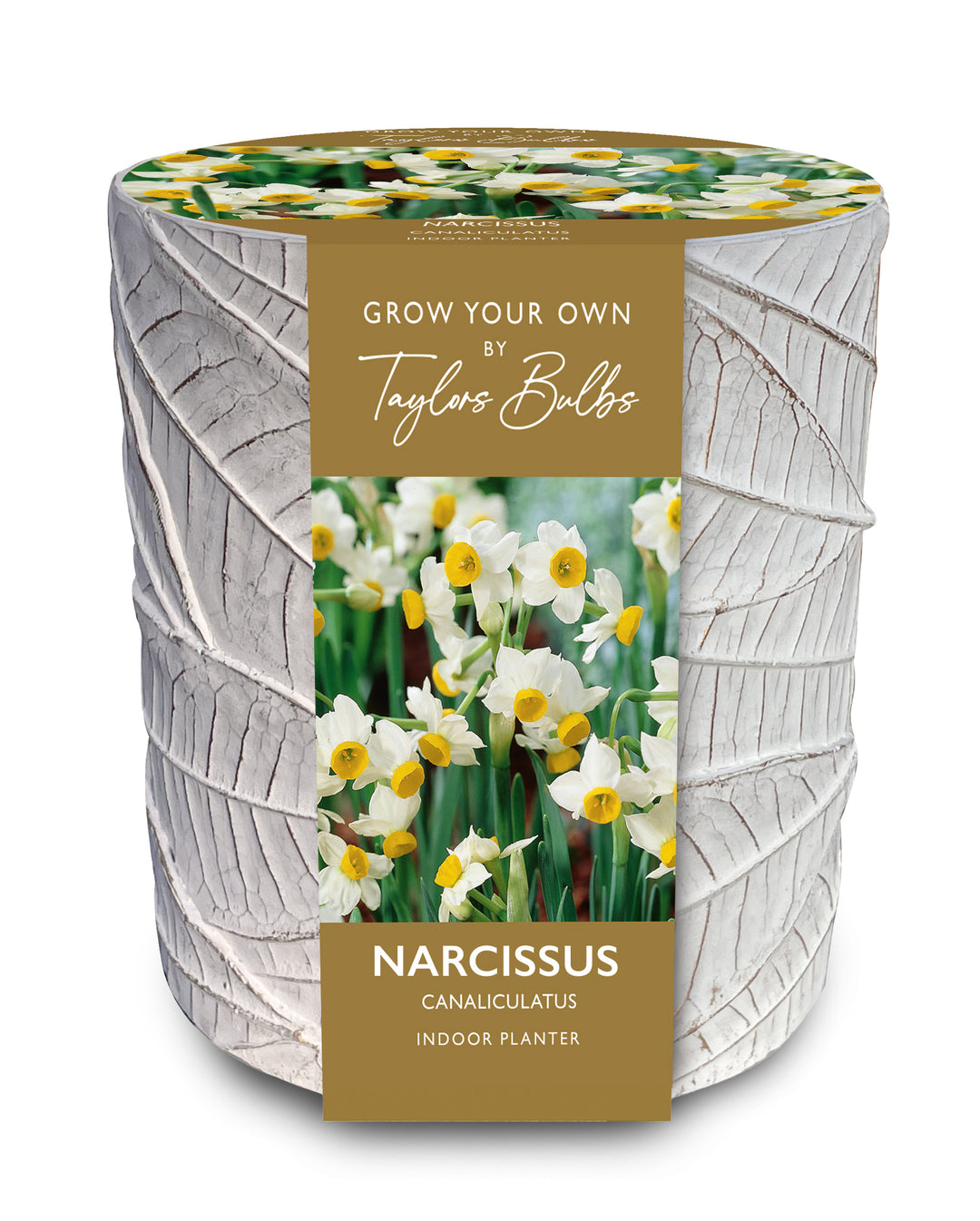 12 NARCISSI WHITE STONE LEAF POT