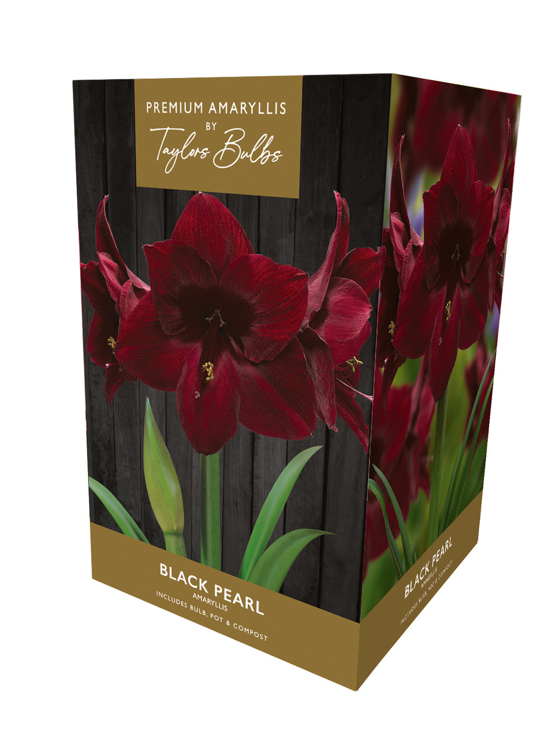 12 AMARYLLIS BLACK PEARL PREMIUM GIFT PACK