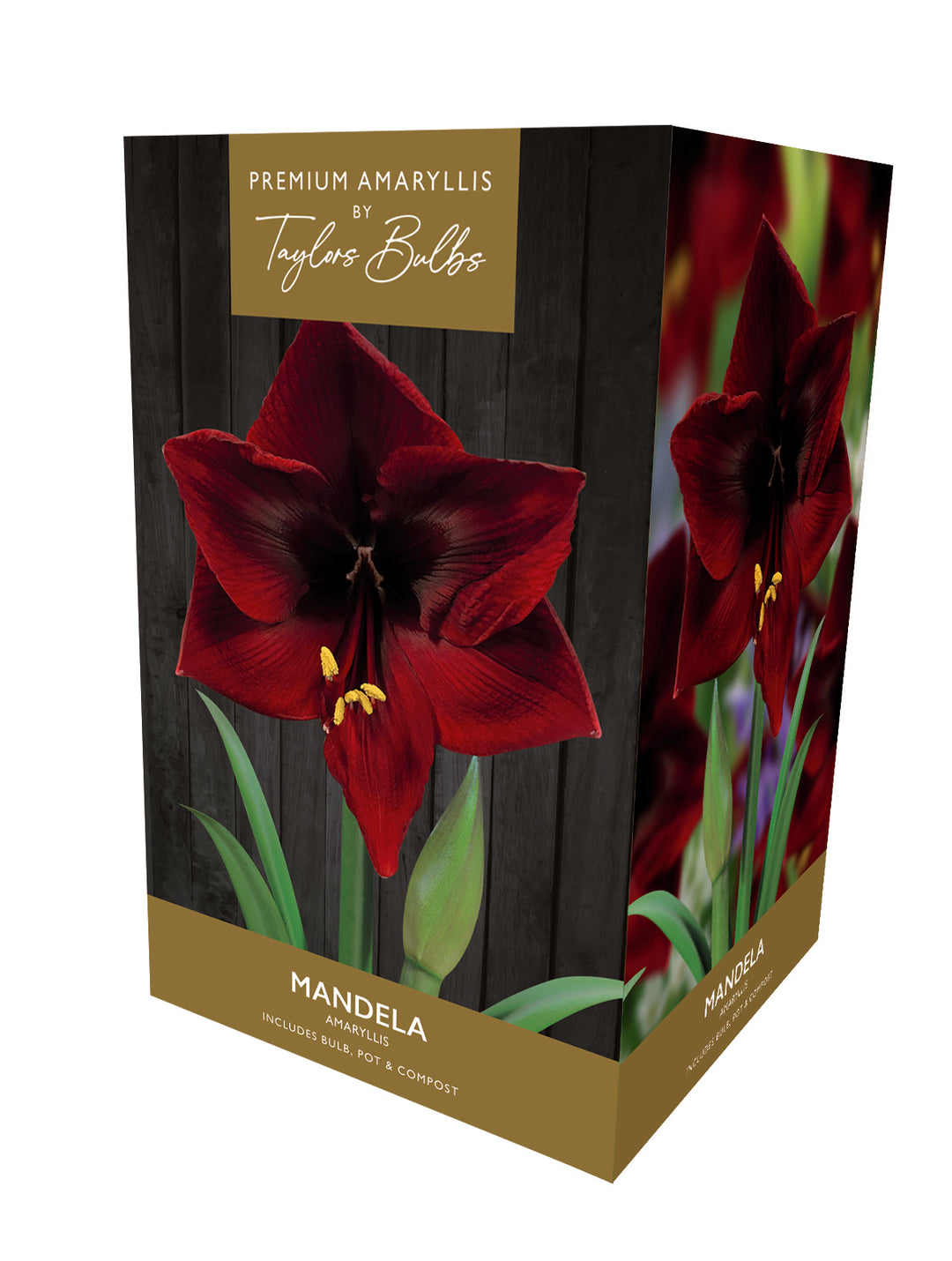 12 AMARYLLIS MANDELA PREMIUM GIFT PACK