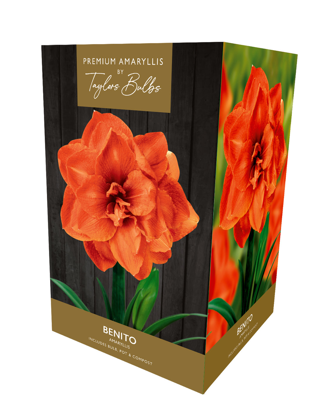 12 AMARYLLIS BENITO PREMIUM GIFT PACK