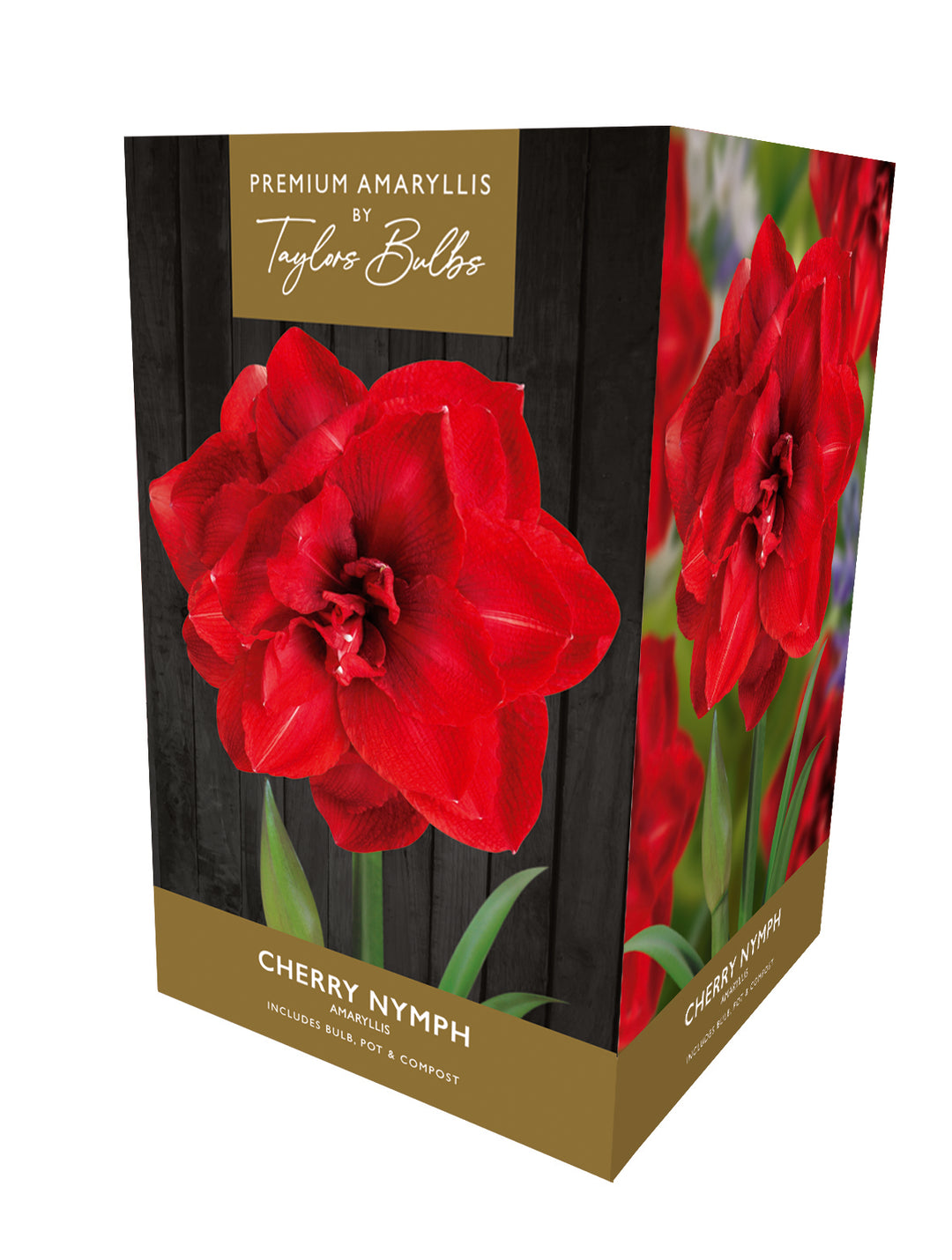 12 AMARYLLIS CHERRY NYMPH PREM GIFT PACK