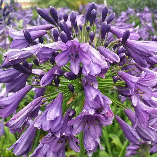 African Lily Agapanthus Poppin Purple (2Ltr Pot)