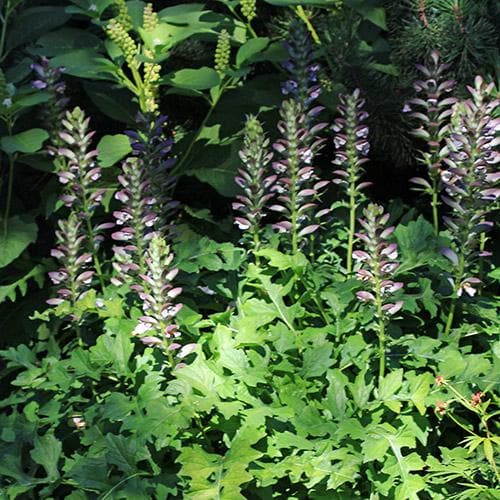 Acanthus Mollis Jeff Albus - Herbaceous - Windyridge Garden Centre