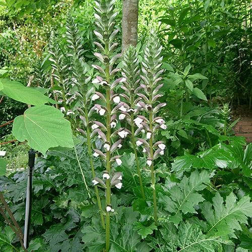 Acanthus Mollis Jeff Albus - Herbaceous - Windyridge Garden Centre