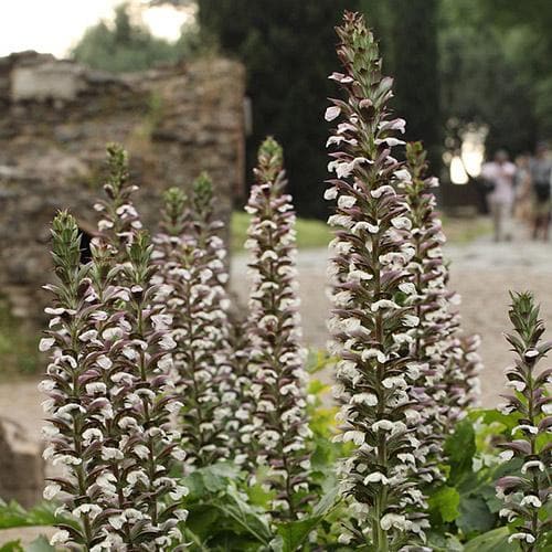 Acanthus Mollis Jeff Albus - Herbaceous - Windyridge Garden Centre