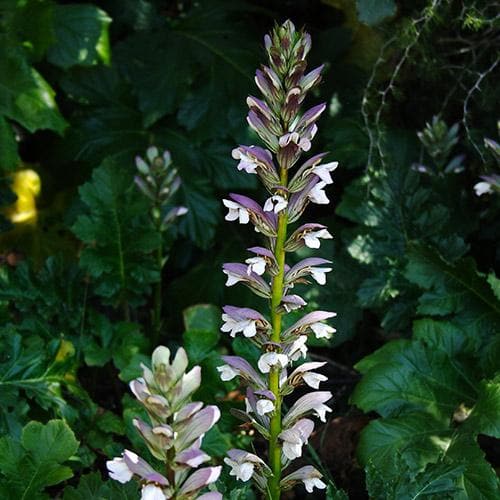 Acanthus Mollis Jeff Albus - Herbaceous - Windyridge Garden Centre
