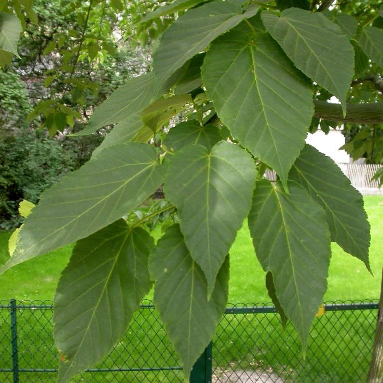 Acer Davidii Viper - Trees - Windyridge Garden Centre