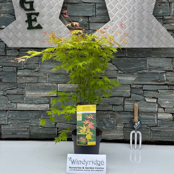 Acer palm. 'Orange Dream' 3 Ltr pot