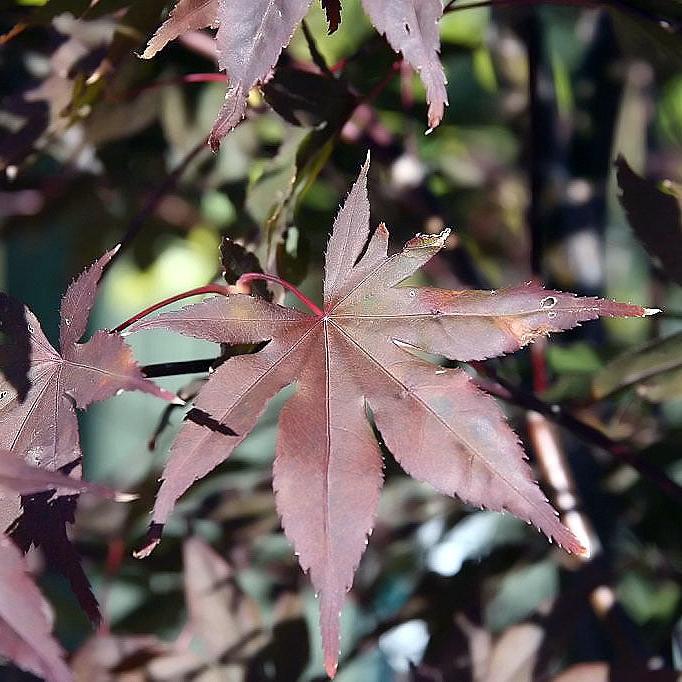 Acer palmatum Bloodgood  140-160 CM C65