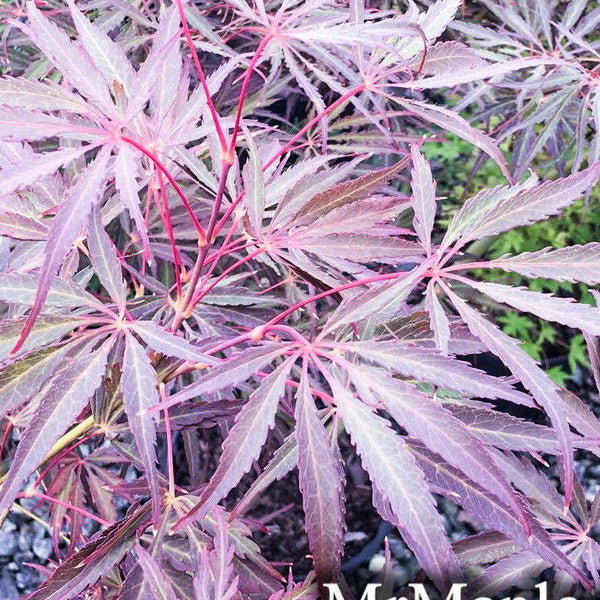 Acer pal. Crimson Princess 150 cm st. C 30L