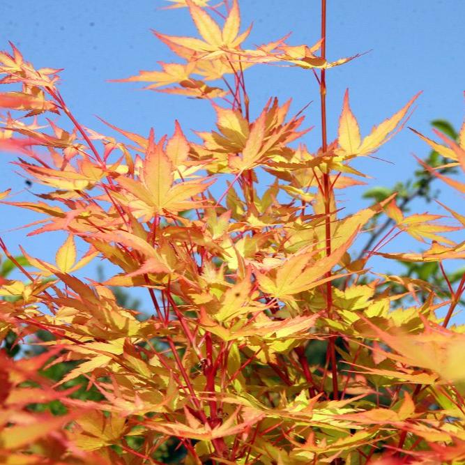 Acer Pal. Sangokaku - Trees - Windyridge Garden Centre