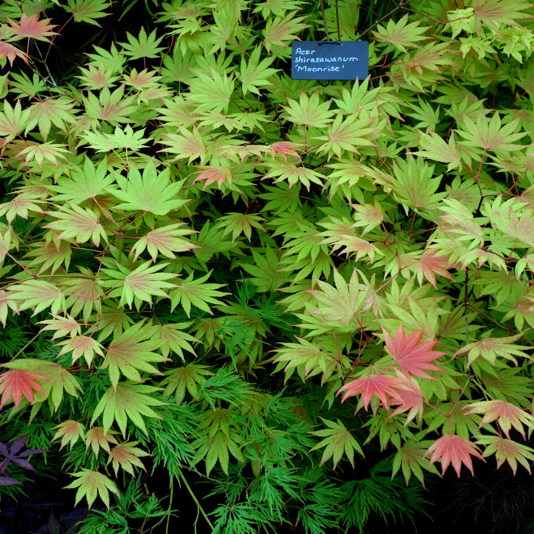 Acer shirasawanum Moonrise 90 cm st. Deco 18L.