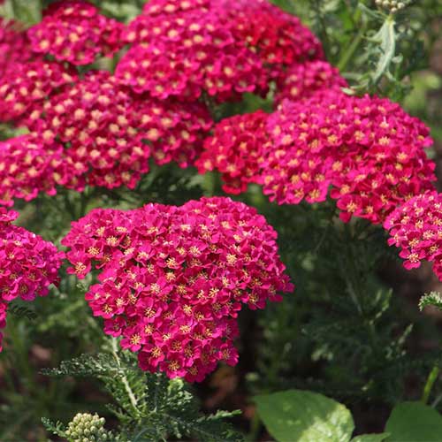 Achillea Tutti Saucy Seduction Achillea millefolium (2Ltr Pot)