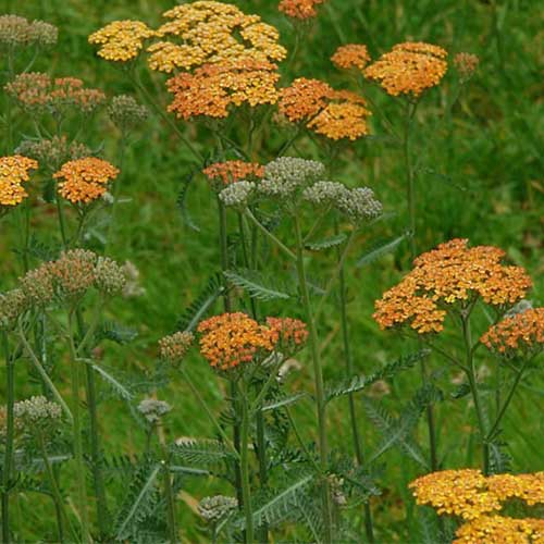 Achillea Terracotta - Herbaceous - Windyridge Garden Centre