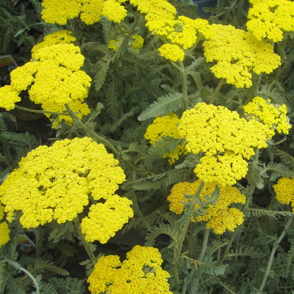 Achillea Moonshine - Herbaceous - Windyridge Garden Centre