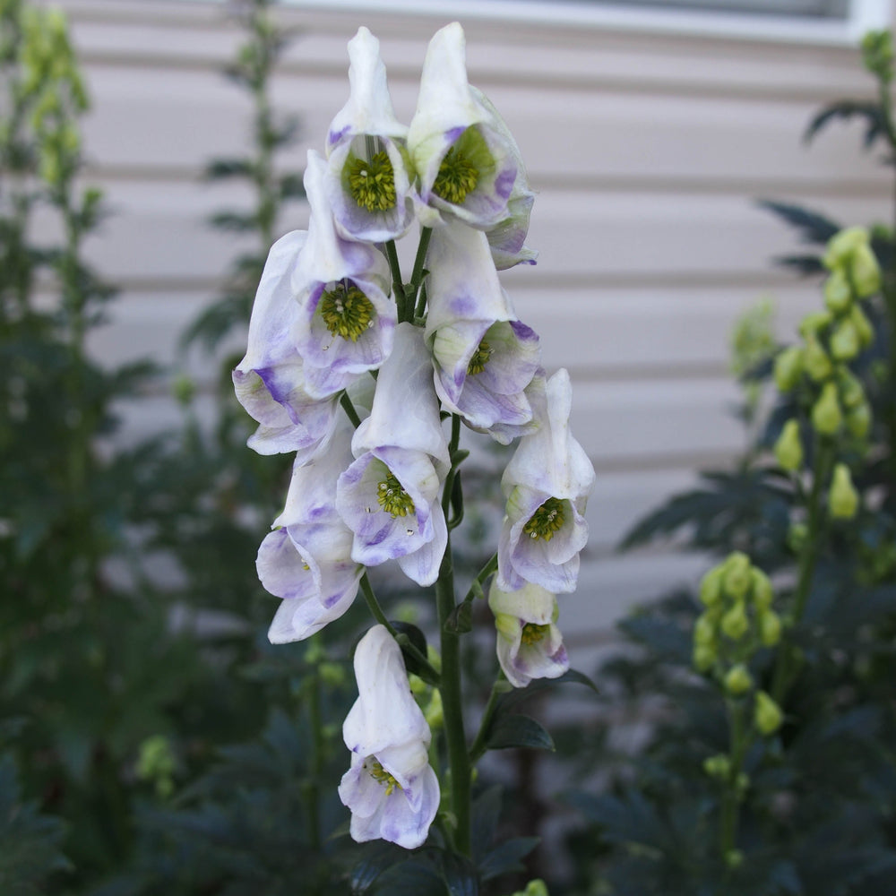 Aconitum Cloudy - Herbaceous - Windyridge Garden Centre