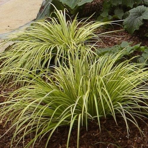 Grassy Leaved Sweet Flag (Acorus Gramineus Ogon) - Herbaceous - Windyridge Garden Centre