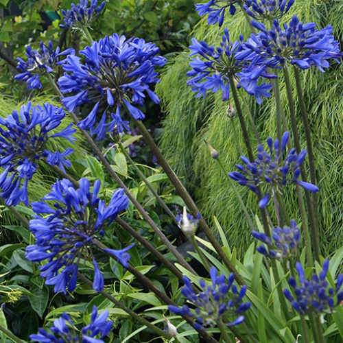 African Lily (Agapanthus Brilliant Blue) - Herbaceous - Windyridge Garden Centre