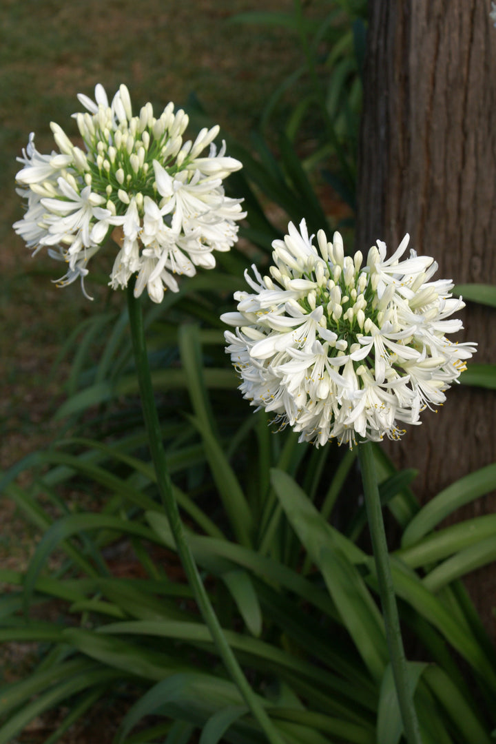 Agapanthus Ever White