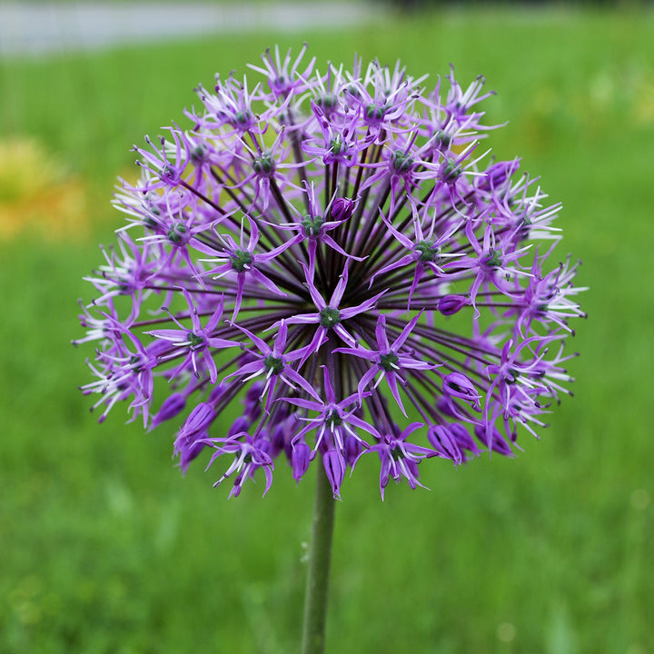 ALLIUM VIOLET BEAUTY 6