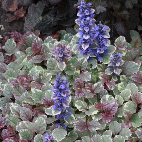 Ajuga Reptans Burgundy Glow - Bedding - Windyridge Garden Centre