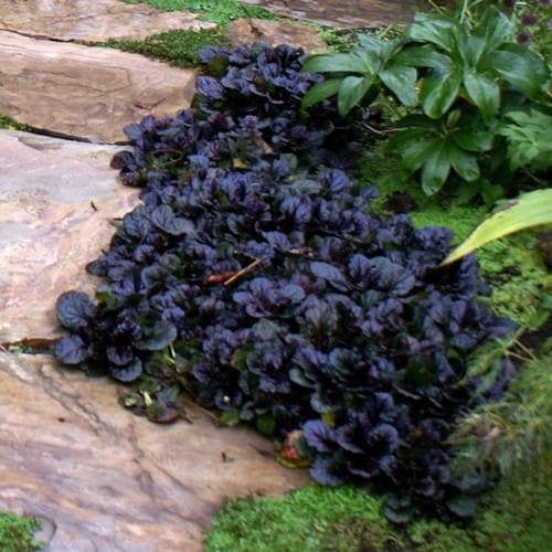 Ajuga reptans Black Scallop